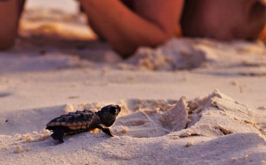 Dalyan caretta carettalar