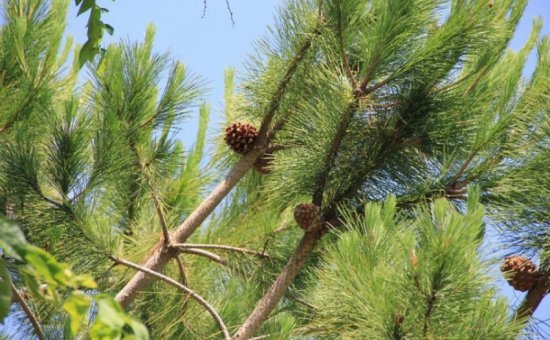 Vegetation in Köyceğiz