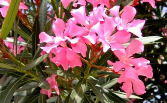 Vegetation in Köyceğiz