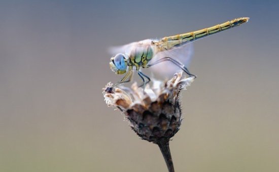 Dragonfly