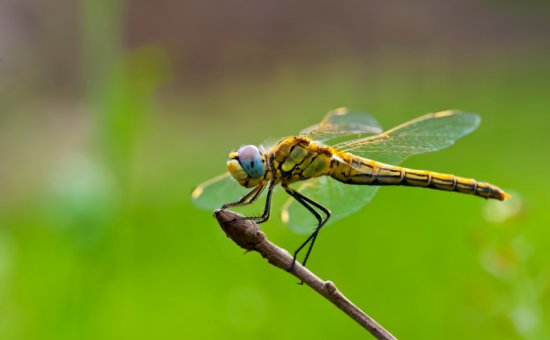 Dragonfly